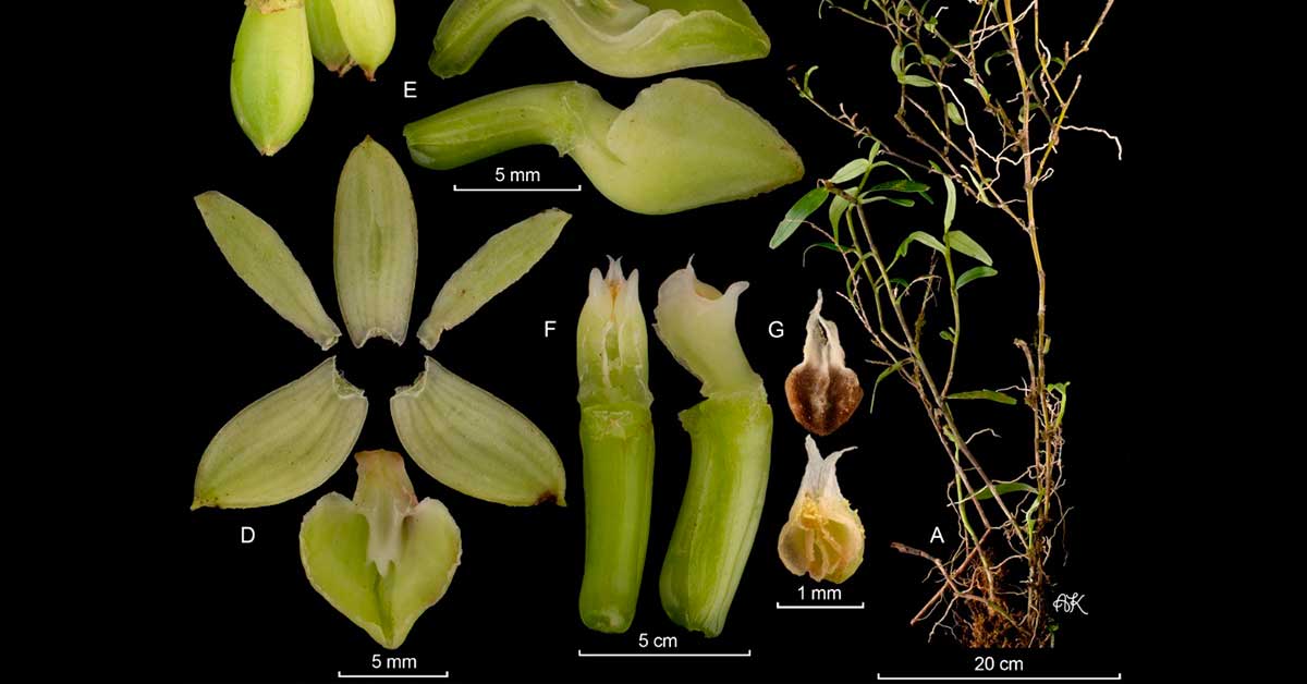 Descubren 20 nuevas especies de orquídeas en Áreas silvestres de Costa Rica  - Pura Vida University. Turismo de Costa Rica